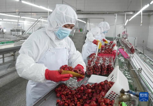 山楂產業生態富農 河北遵化的綠色發展之路